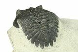 Bargain, Hollardops Trilobite Fossil - Ofaten, Morocco #287469-4